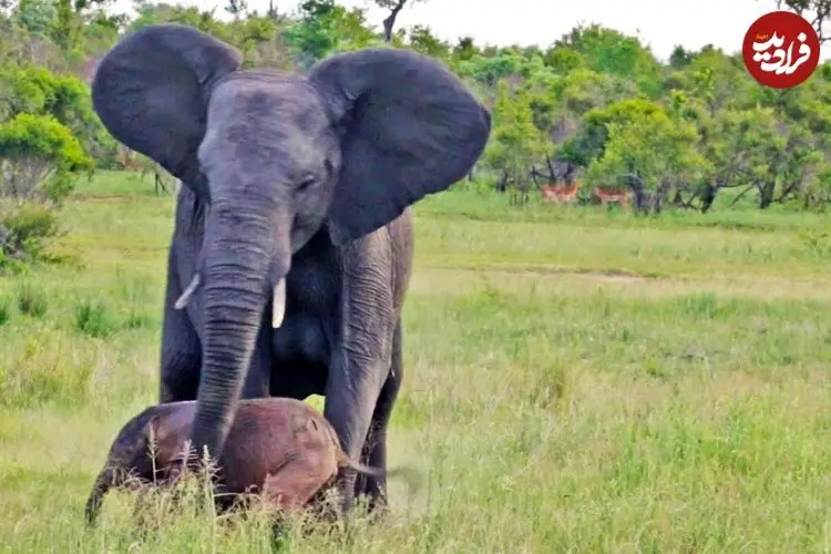 ببینید| تلاش احساسی فیل مادر برای سرپا نگه داشتن بچه تازه متولد شده اش