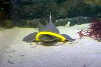  ببینید؛ کوسه‌ها و سفره‌ماهی‌ها هم بازی می‌کنند!