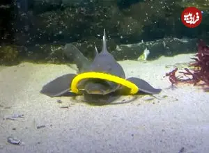  ببینید؛ کوسه‌ها و سفره‌ماهی‌ها هم بازی می‌کنند!