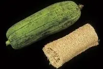 تصاویر؛ لیف یا خیار مصری؛ میوه گرمسیری شبیه کدو که از آن لیف و اسفنج حمام تولید می‌شود!