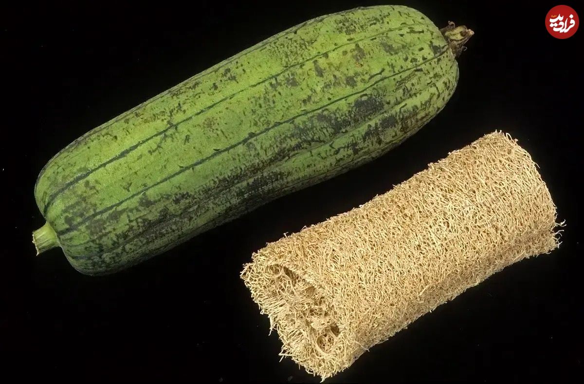 تصاویر؛ لیف یا خیار مصری؛ میوه گرمسیری شبیه کدو که از آن لیف و اسفنج حمام تولید می‌شود!