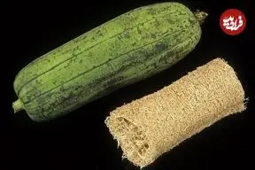 تصاویر؛ لیف یا خیار مصری؛ میوه گرمسیری شبیه کدو که از آن لیف و اسفنج حمام تولید می‌شود!