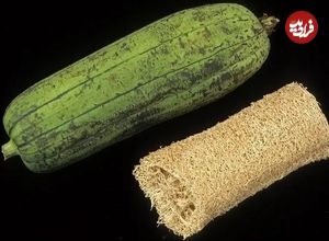 تصاویر؛ لیف یا خیار مصری؛ میوه گرمسیری شبیه کدو که از آن لیف و اسفنج حمام تولید می‌شود!
