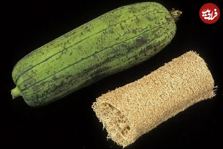 تصاویر؛ لیف یا خیار مصری؛ میوه گرمسیری شبیه کدو که از آن لیف و اسفنج حمام تولید می‌شود!