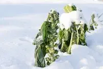 (ویدئو) این مزرعه عجیب در ژاپن وسط برف هم محصول سالم تحویل می دهد