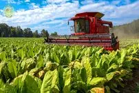 ببینید| فرآیند برداشت و فرآوری تنباکو و تولید سیگار با آن ها در آمریکای جنوبی