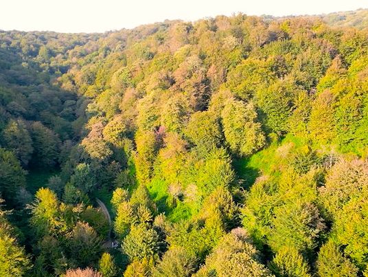 (ویدیو) جنگلی که در همه فصل‌ها زیباست