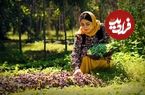 ببینید؛ غذای روستایی در ایران؛ برداشت سبزی تازه و پخت قورمه سبزی