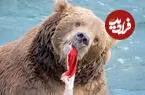 ببینید| پوست سالمون؛ لقمه چرب خرس‌ قهوه‌ای