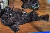 ببینید| غذای خیابانی در کره؛ تهیه ساشیمی با عقرب ماهی در پوهانگ