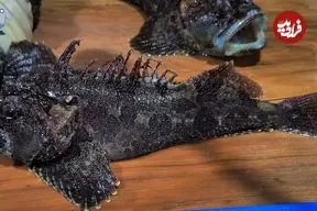 ببینید| غذای خیابانی در کره؛ تهیه ساشیمی با عقرب ماهی در پوهانگ