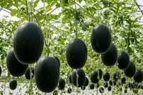 ببینید| چگونه ژاپنی ها هندوانه های سیاه گرانقیمت را پرورش می دهند؟