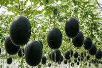ببینید| چگونه ژاپنی ها هندوانه های سیاه گرانقیمت را پرورش می دهند؟