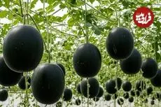ببینید| چگونه ژاپنی ها هندوانه های سیاه گرانقیمت را پرورش می دهند؟