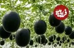 ببینید| چگونه ژاپنی ها هندوانه های سیاه گرانقیمت را پرورش می دهند؟