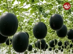 ببینید| چگونه ژاپنی ها هندوانه های سیاه گرانقیمت را پرورش می دهند؟