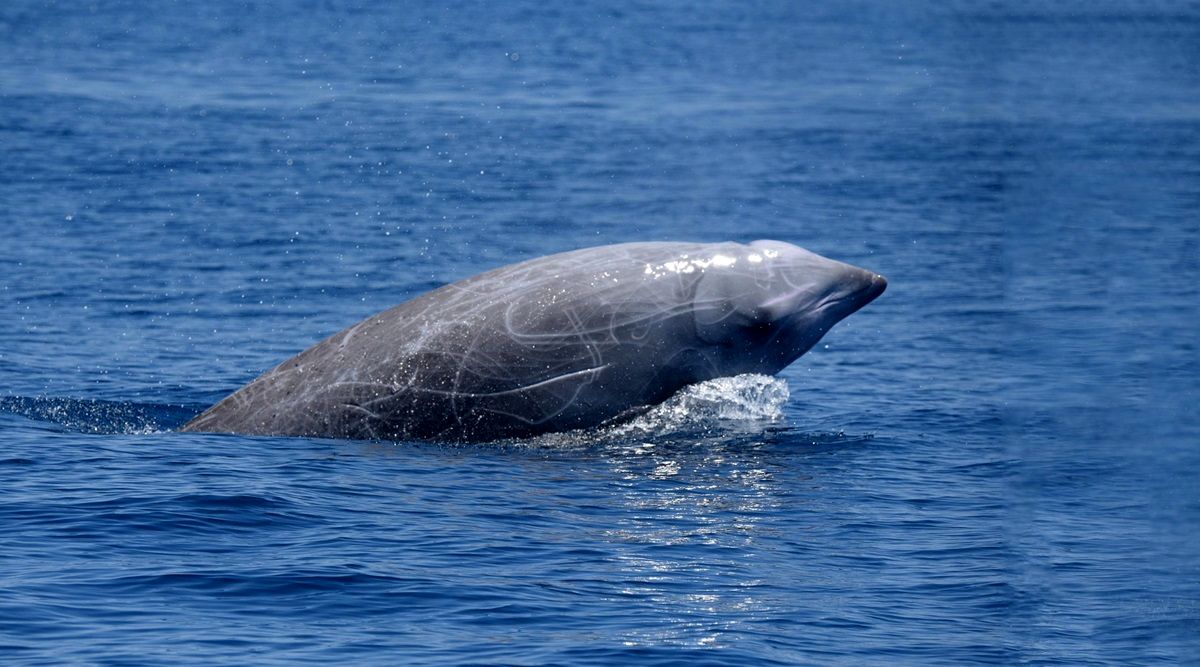 کدام جانور طولانی‌ترین حبس نفس را زیر آب دارد؟