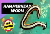 ببینید| کرم سر چکشی؛ شکارچی رنگارنگ و مرموز!