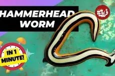 ببینید| کرم سر چکشی؛ شکارچی رنگارنگ و مرموز!