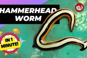 ببینید| کرم سر چکشی؛ شکارچی رنگارنگ و مرموز!