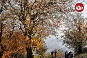 تصاویر؛ جنگل نقله بر؛ بکرترین و زیباترین جنگل گیلان برای سفر پاییزی 