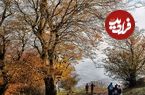 تصاویر؛ جنگل نقله بر؛ بکرترین و زیباترین جنگل گیلان برای سفر پاییزی 