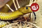 عکس| تایپان داخلی؛ سمی‌ترین مار جهان