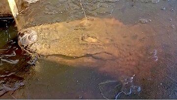 (عکس) تمساح مناطق سردسیر که زیر یخ زنده می‌ماند 