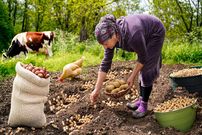 ببینید؛ غذای روستایی در آذربایجان؛ کاشت بادام زمینی و تهیه مربا و کیک
