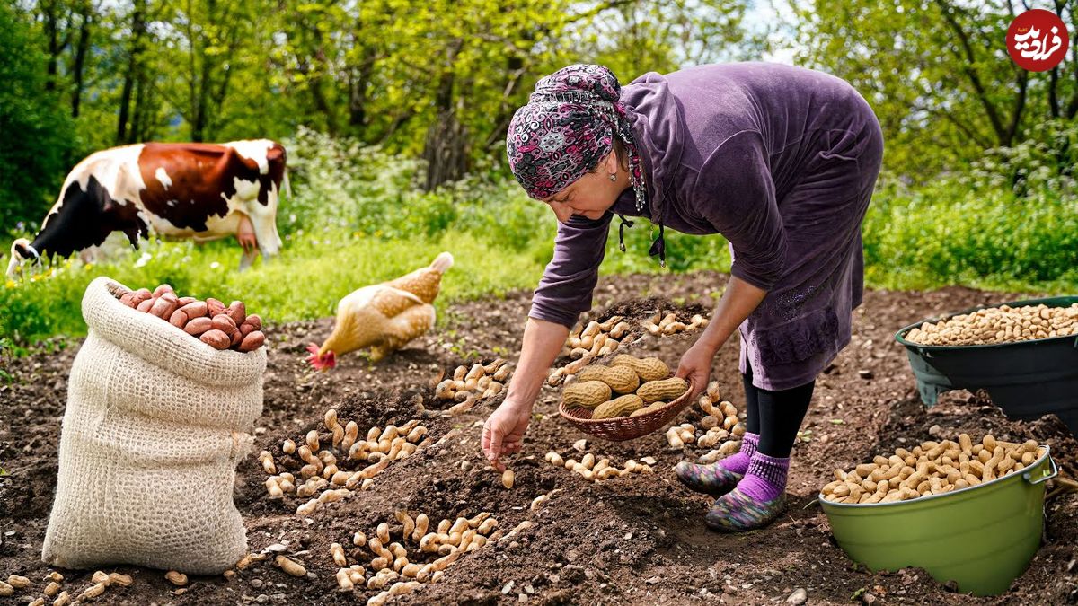 ببینید؛ غذای روستایی در آذربایجان؛ کاشت بادام زمینی و تهیه مربا و کیک