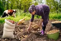ببینید؛ غذای روستایی در آذربایجان؛ کاشت بادام زمینی و تهیه مربا و کیک