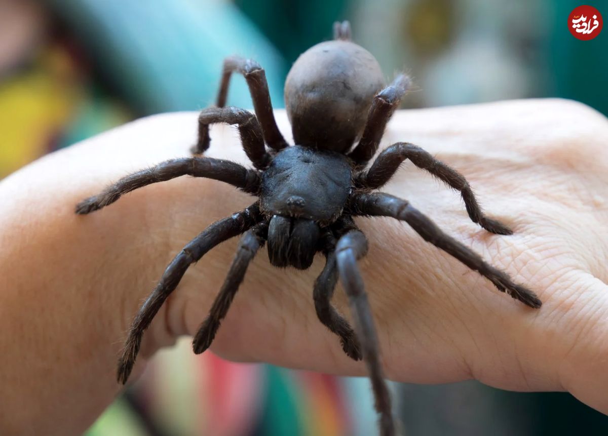 (عکس) کشف عنکبوت غول‌پیکر در استرالیا