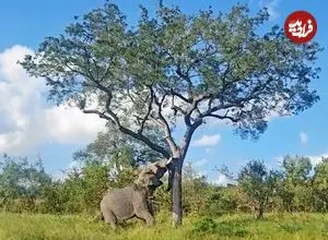 ببینید| فیل به سادگی یک درخت عظیم را واژگون کرد!