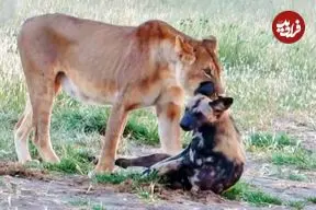 ببینید| سگ وحشی خود را به مردن زد تا از دست شیر فرار کند!