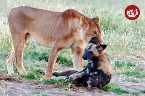 ببینید| سگ وحشی خود را به مردن زد تا از دست شیر فرار کند!