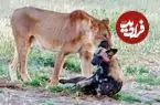 ببینید| سگ وحشی خود را به مردن زد تا از دست شیر فرار کند!