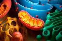 کشف کلید جوانسازی سلول‌ها در یک ماده غذایی