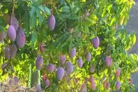 (ویدئو) عملیات دیدنی تولید و برداشت هزاران تن انبه در مزارع استرالیا