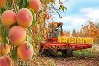 ببینید| چگونه آمریکایی ها صدها تن هلو را برداشت و فرآوری می کنند؟