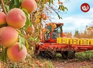 ببینید| چگونه آمریکایی ها صدها تن هلو را برداشت و فرآوری می کنند؟