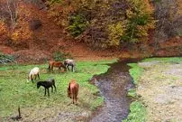 تصاویر؛ زیباترین جاده ایران امروز ۹۲ ساله شد