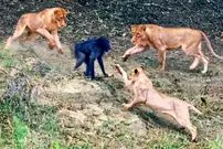 ببینید| بابون نگون‌بخت در دام مرگبار شیرها افتاد