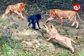 ببینید| بابون نگون‌بخت در دام مرگبار شیرها افتاد