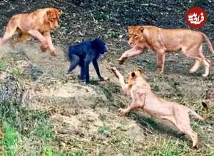 ببینید| بابون نگون‌بخت در دام مرگبار شیرها افتاد