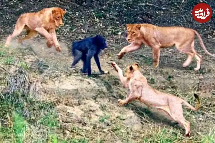 ببینید| بابون نگون‌بخت در دام مرگبار شیرها افتاد