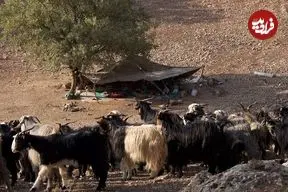 شواهد 9 هزارساله از مصرف «شیر» در ایران