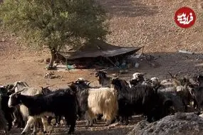 شواهد 9 هزارساله از مصرف «شیر» در ایران