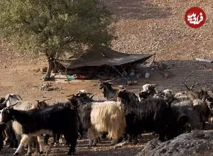 شواهد 9 هزارساله از مصرف «شیر» در ایران