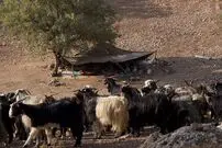 شواهد 9 هزارساله از مصرف «شیر» در ایران