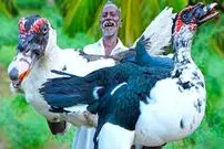 ببینید| غذای روستایی در هند؛ پخت خوراک با اردک طاووسی بزرگ و در جنگل